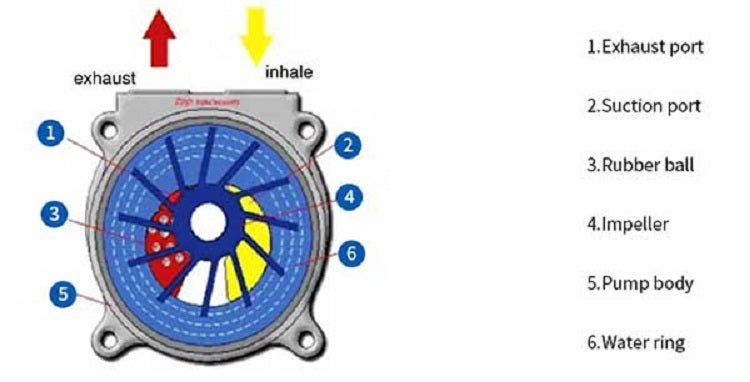 Supplied diagram showing the impeller, water ring, suction and exhaust of a water ring vacuum pump